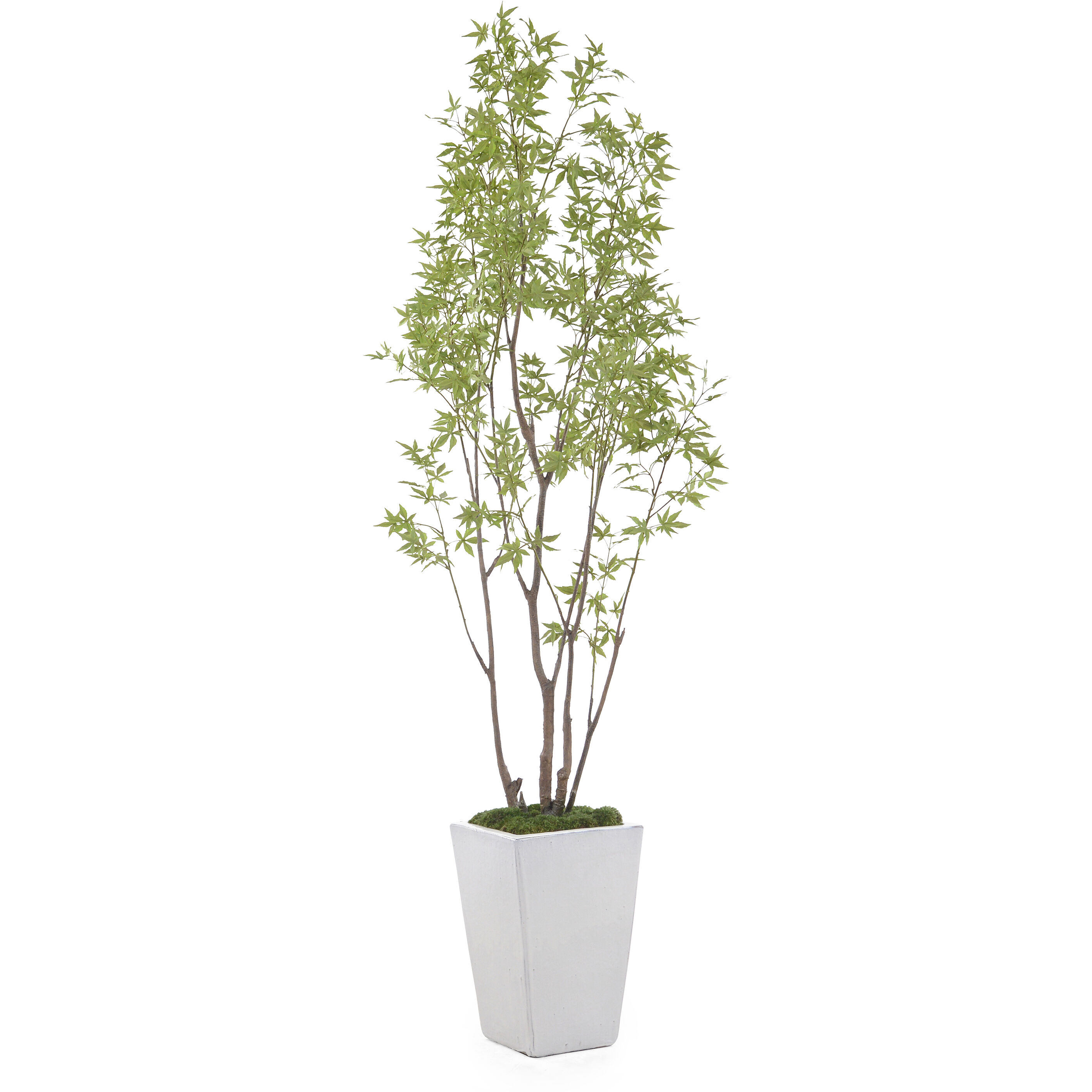 Amur Decorative Plant