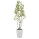 Amur Decorative Plant