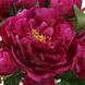 Prima Peony Fuchsia Floral Bouquet