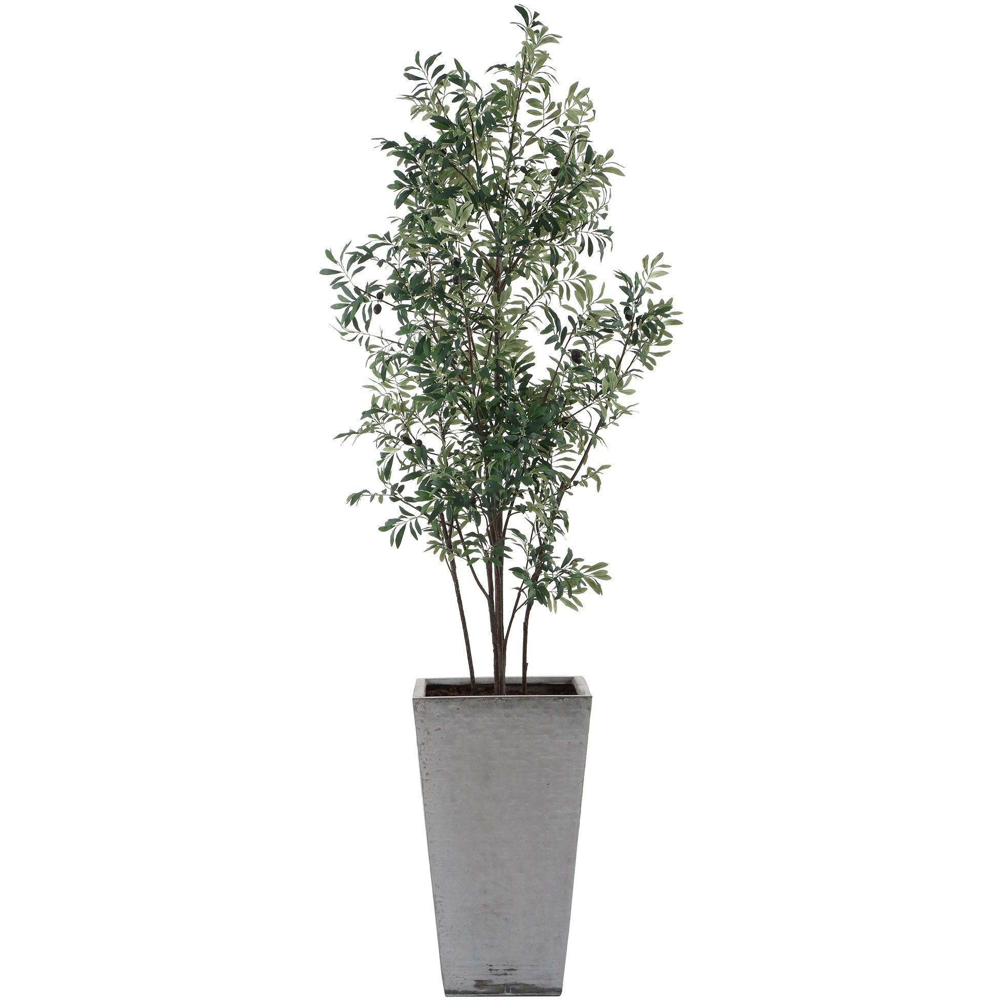 Sonora Olive Textured Gray Concrete and Green Tree In Planter