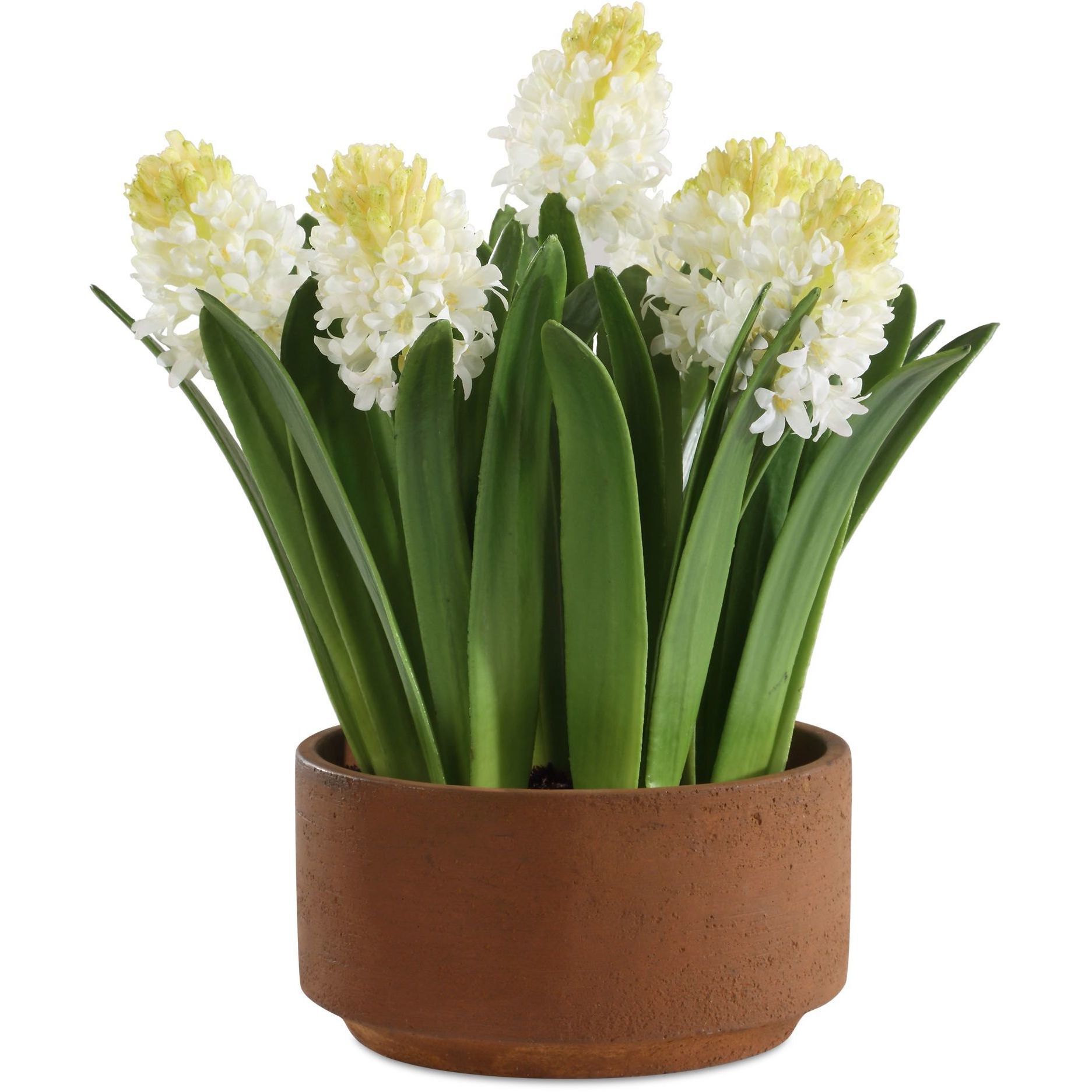 Sincerity White and Green and Terracotta Potted Hyacinth Plant