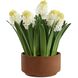 Sincerity White and Green and Terracotta Potted Hyacinth Plant