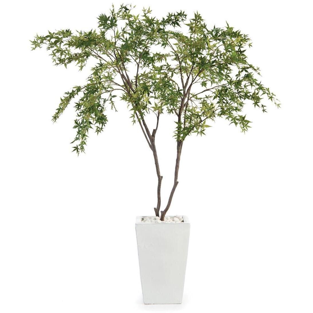 Maples White Botanical, Trees