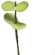 Eucalyptus Stem Green Botanical
