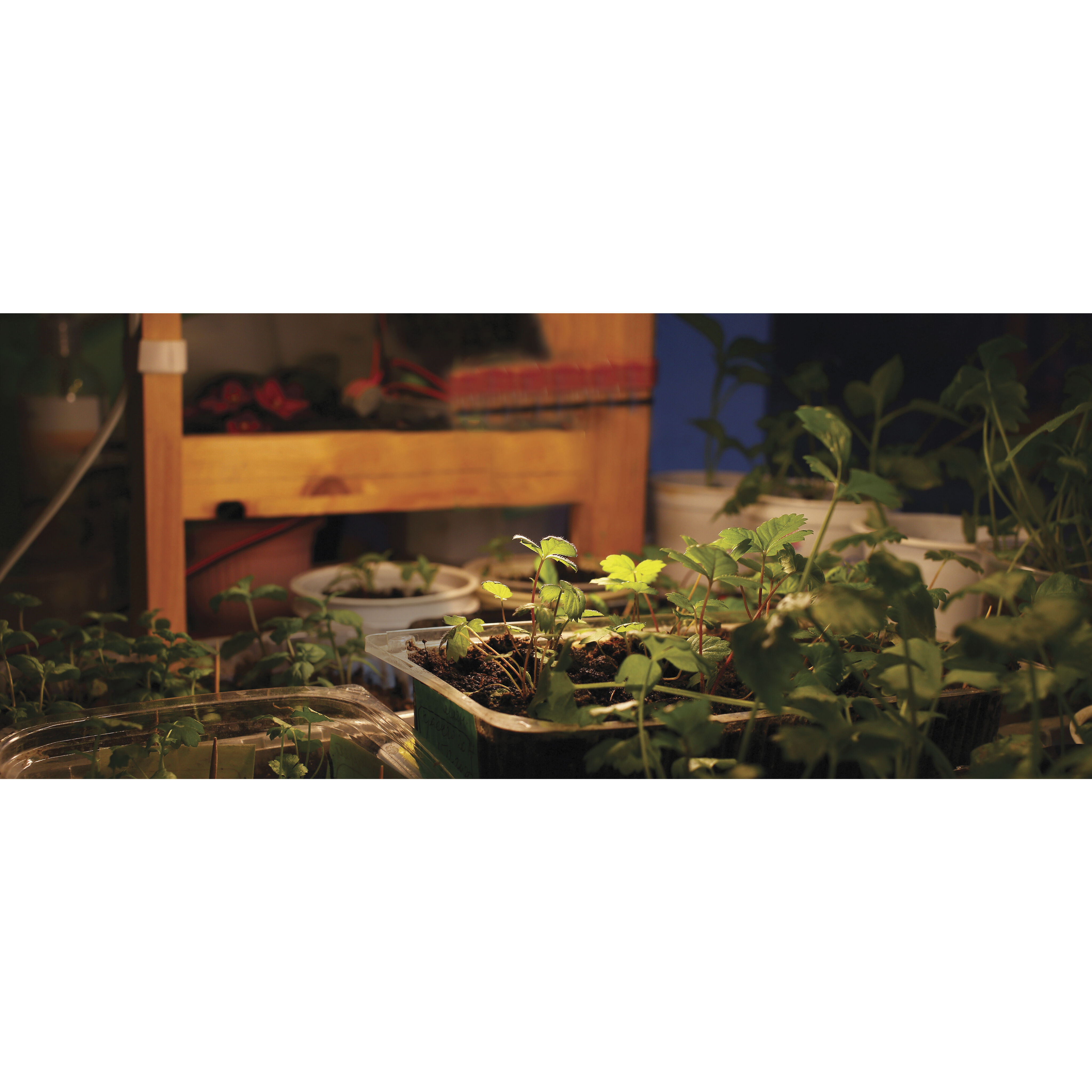 Lumos LED Type A Medium 9.00 watt Light Bulb