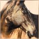 Propac 30 X 30 inch Non-Glass Framed Art, Propac