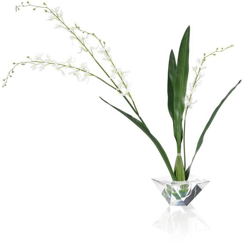 Graceful Cymbidium Botanical, Fresh Water Look