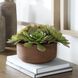 Sable Succulent Terracotta and Green Accent In Pot