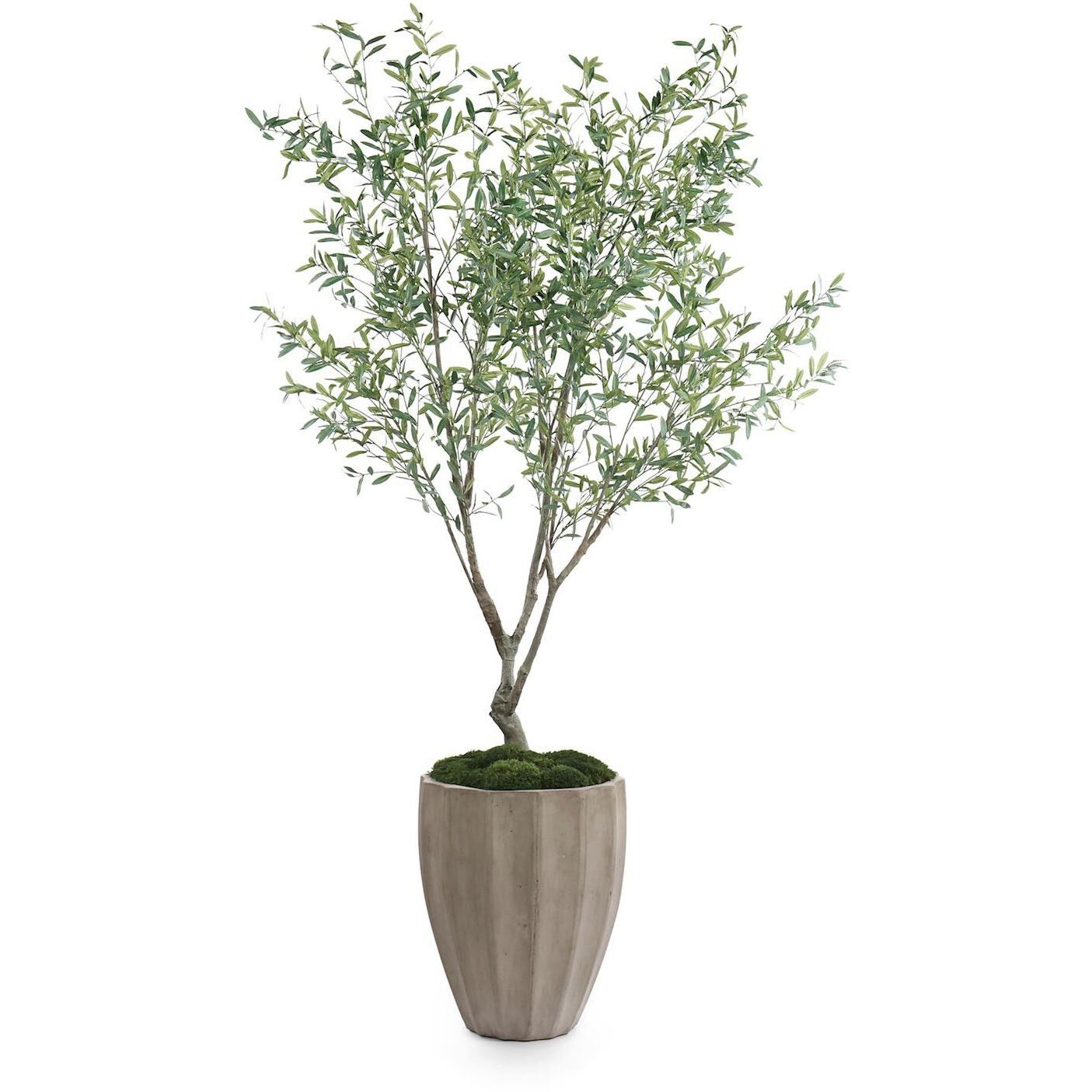 Tuscan Olive Botanicals, Trees