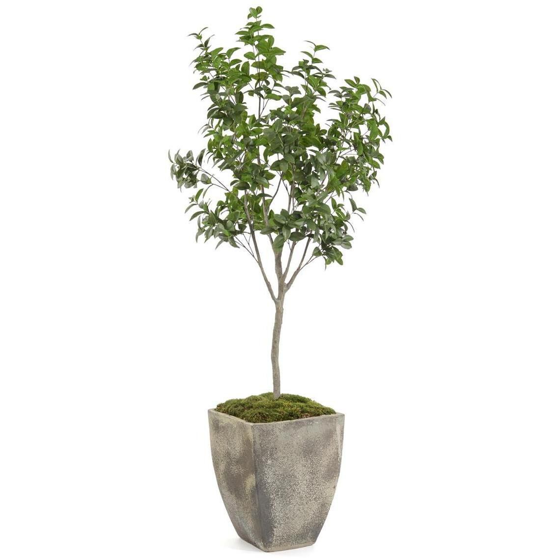 Bay Laurel Tree Botanical, Lush Greenery