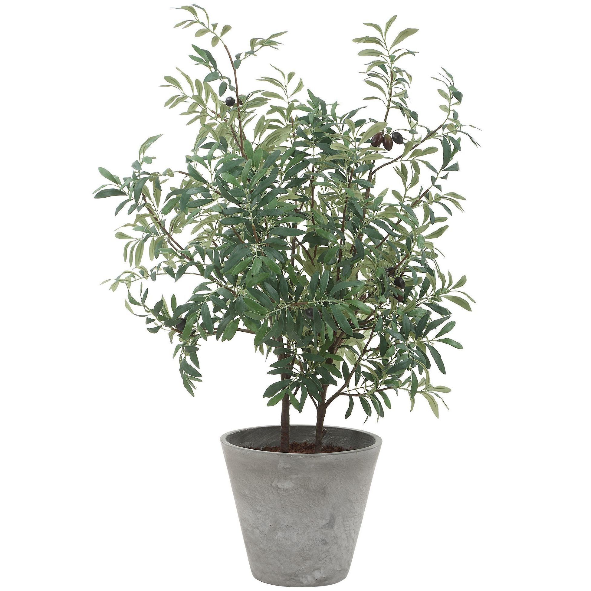 Marisol Stone Gray and Green Potted Olive Plant