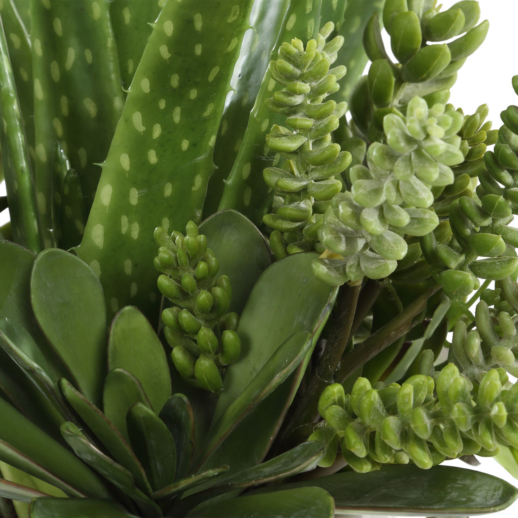 Sundown Succulent Green and White Succulent Accent Planter