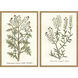 Botanical Plants Green and Multi and Neutral and Yellow Framed Art