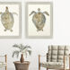 Neutral Turtle Brown and Beige and Blue and Neutral Framed Art