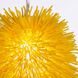 Urchin 1 Light 9 inch Un-Mellow Yellow Mini Pendant Ceiling Light