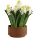Sincerity White and Green and Terracotta Potted Hyacinth Plant