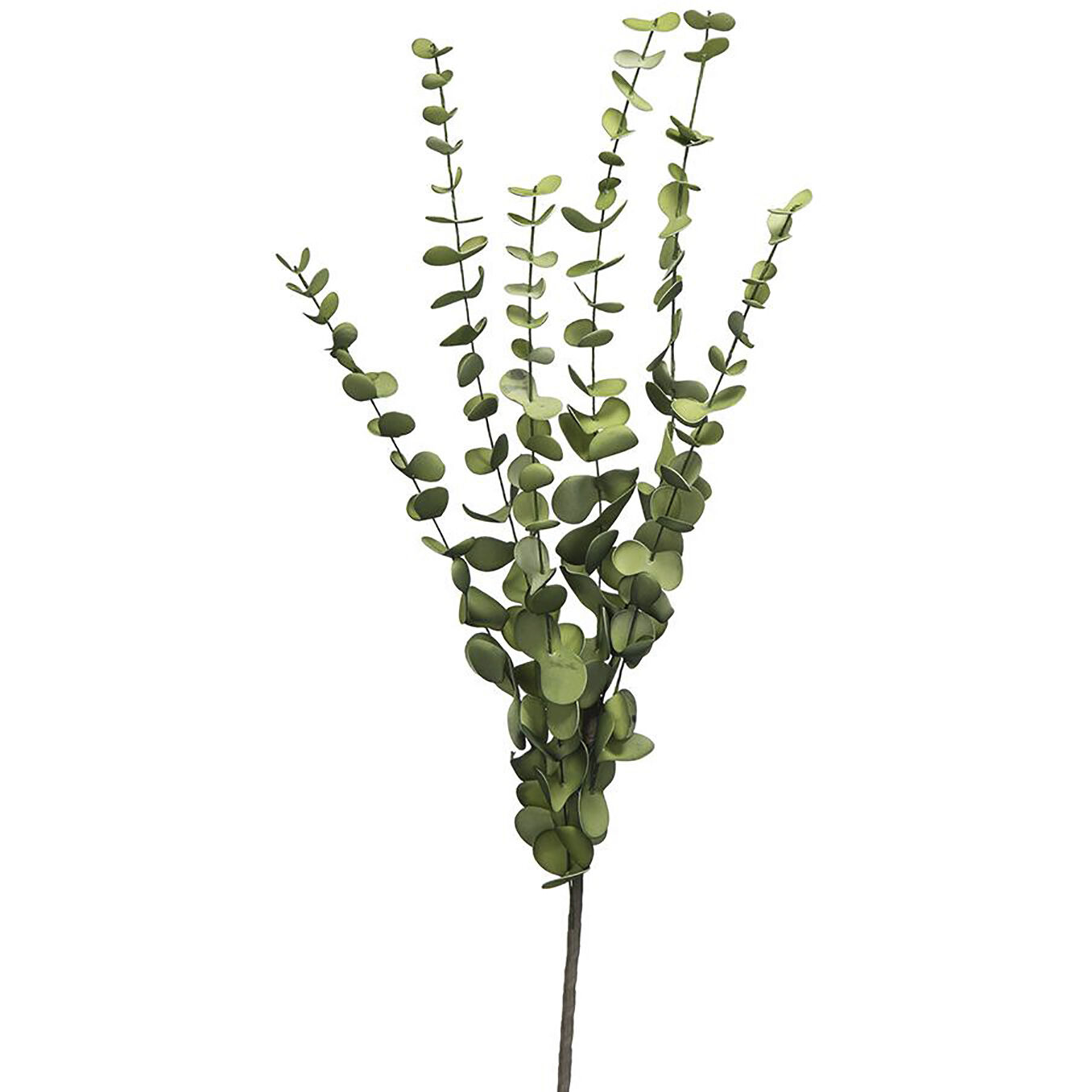 Eucalyptus Stem Green Botanical