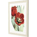 Osteospermum Paeonia Officinalis Tulipa Greigii Tulipa Undulatifolia Red and Brown and Green and Yellow Framed Art