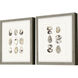 Oyster Shell / Shell Series Beige and Neutral Framed Art