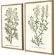 Botanical Plants Green and Multi and Neutral and Yellow Framed Art