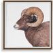 Big Horn 40 X 40 inch Sheep Framed Print