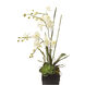 Phalaenopsis White Decorative Orchid