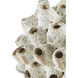 Sulawasi Shells Antique White Decorative Accessory