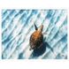 Sandbar Sea Turtle Blue and Brown and Turquoise and Teal Framed Art