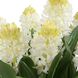 Sincerity White and Green and Terracotta Potted Hyacinth Plant