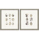 Oyster Shell Shell Series Beige and Neutral Framed Art