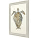 Neutral Turtle Brown and Beige and Blue and Neutral Framed Art
