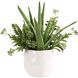 Sundown Succulent Green and White Succulent Accent Planter