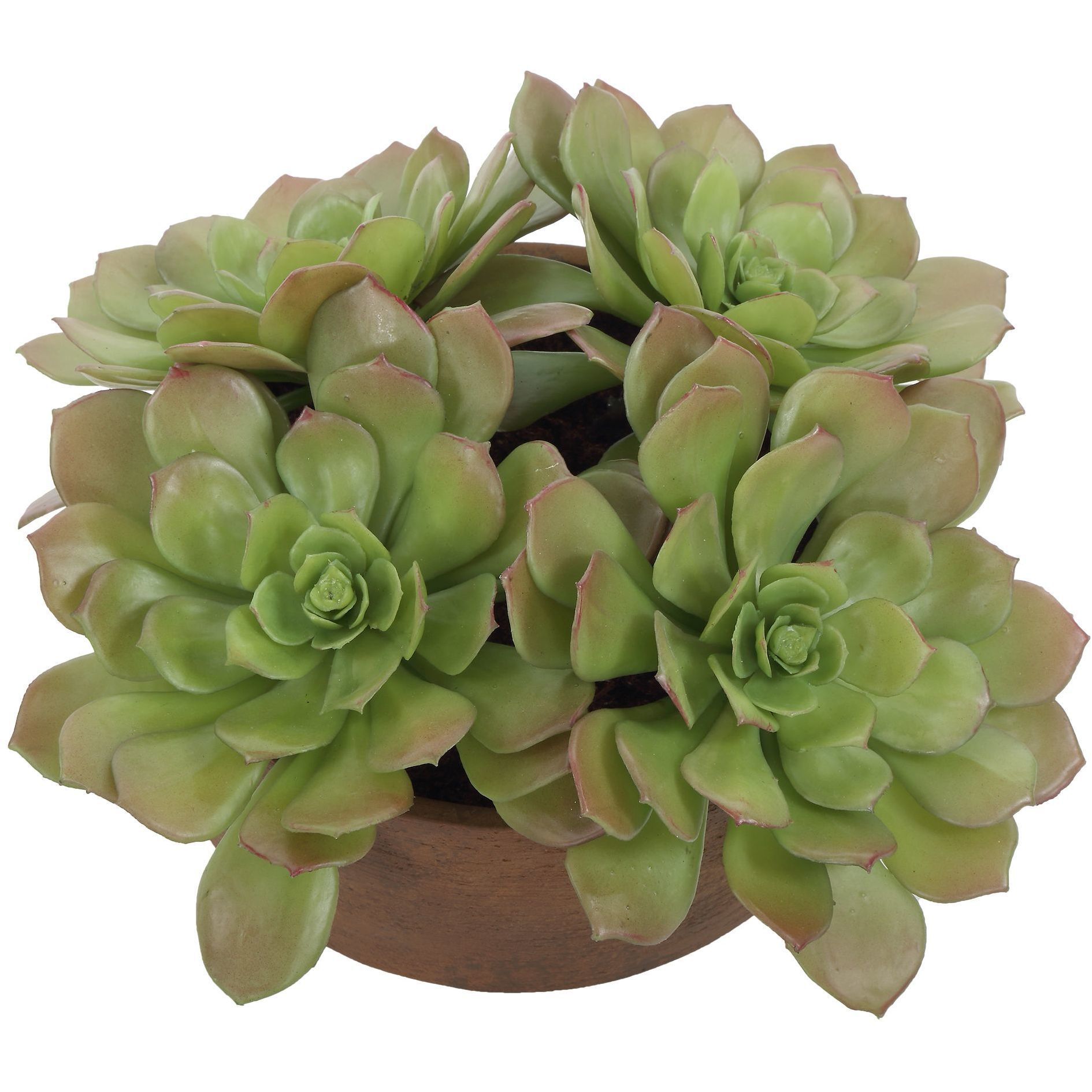 Sable Succulent Terracotta and Green Accent In Pot