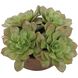 Sable Succulent Terracotta and Green Accent In Pot
