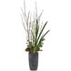 Eterna Orchid Aged Charcoal with White and Green Centerpiece & Vase