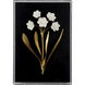 Porcelain Flower Black and White/Cream Wall Art