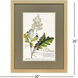Alluring Botanical I Green and Multi and Yellow and Blue Framed Art, Propac