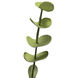 Eucalyptus Stem Green Botanical
