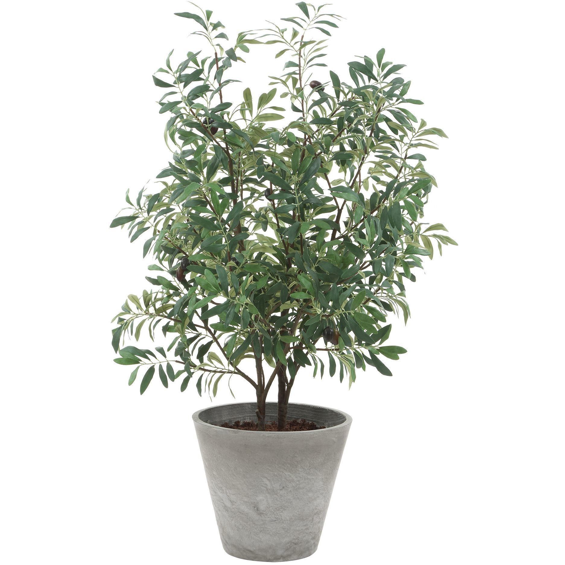Marisol Stone Gray and Green Potted Olive Plant