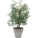 Marisol Stone Gray and Green Potted Olive Plant