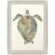 Neutral Turtle Brown and Beige and Blue and Neutral Framed Art