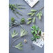 Eucalyptus Stem Green Botanical