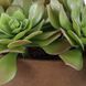 Sable Succulent Terracotta and Green Accent In Pot