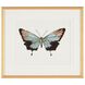 Beautiful Wings I by Joy Colangelo Giclees, Animal
