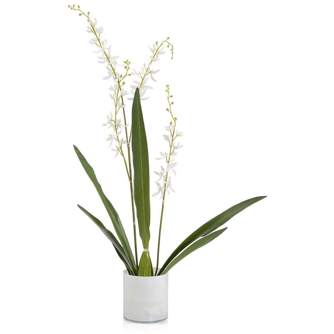 Cattleya Fresh Water Look