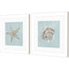 Seashell Green and Blue and Turquoise Framed Art, Propac