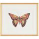 Beautiful Wings IV by Joy Colangelo Giclees, Animal