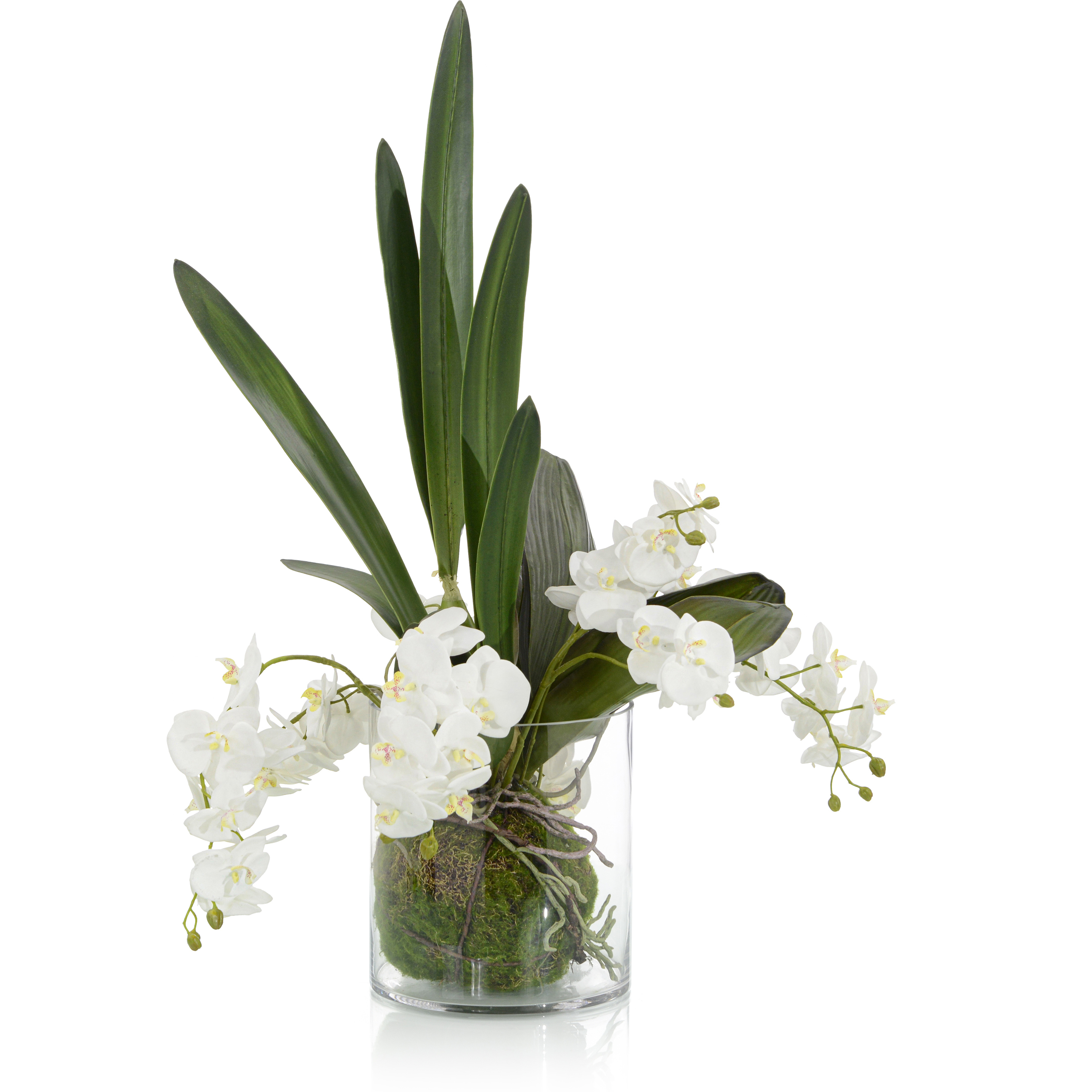 Mossy Decorative Orchid