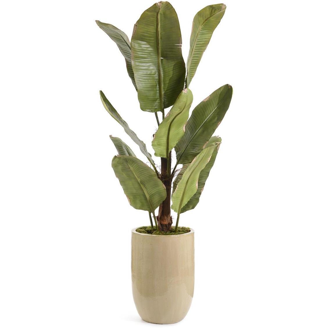 The New Banana Botanical, Lush Greenery